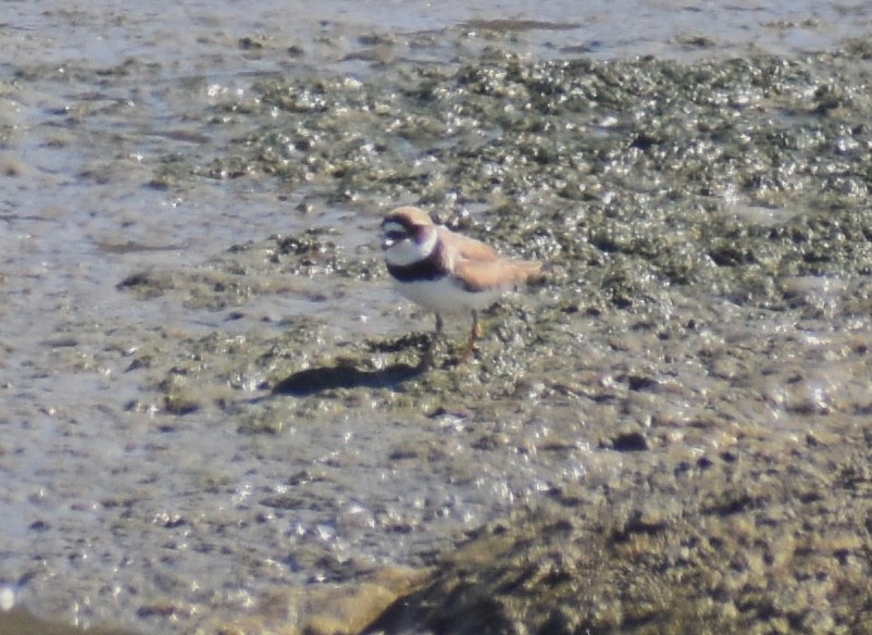 Semipalmated Plover - Fred Werner