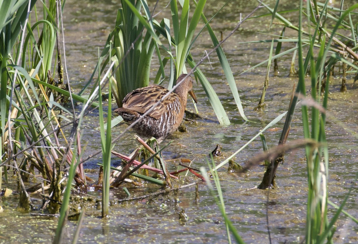 King Rail - ML473855081