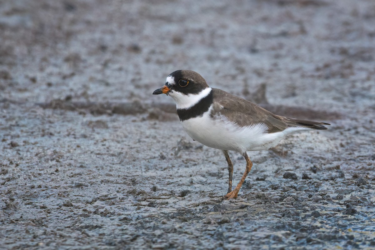 Semipalmated Plover - ML473856281