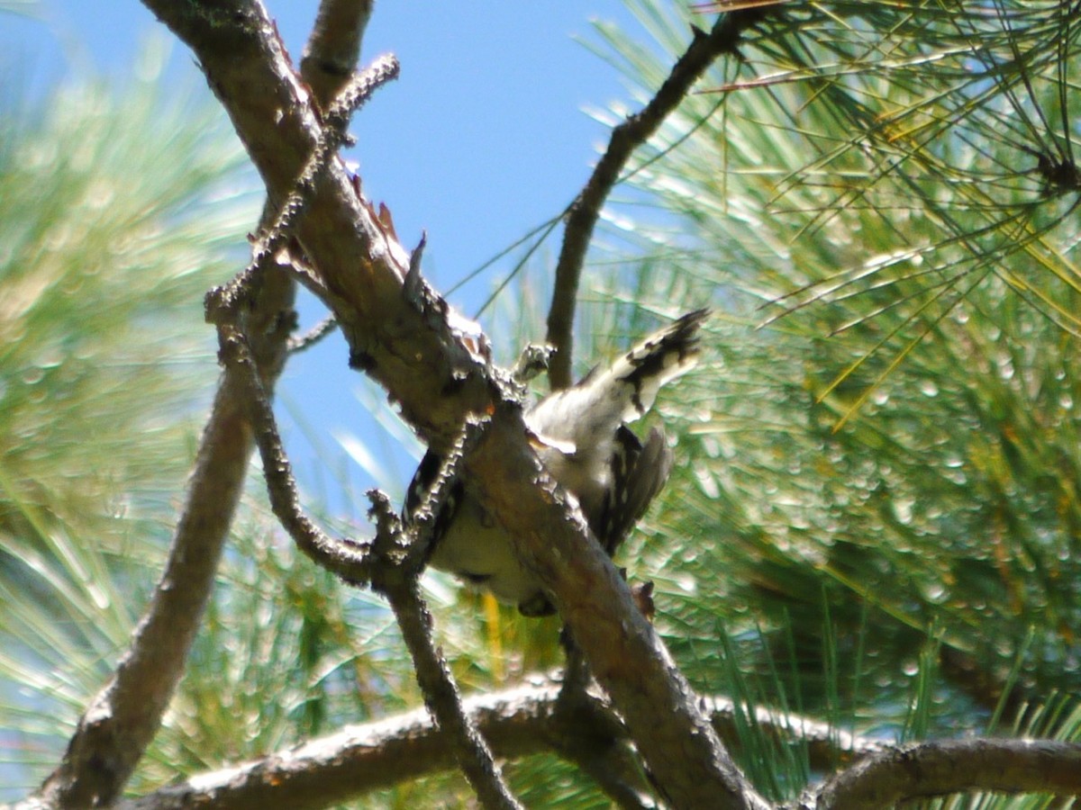 Downy Woodpecker - ML473856411