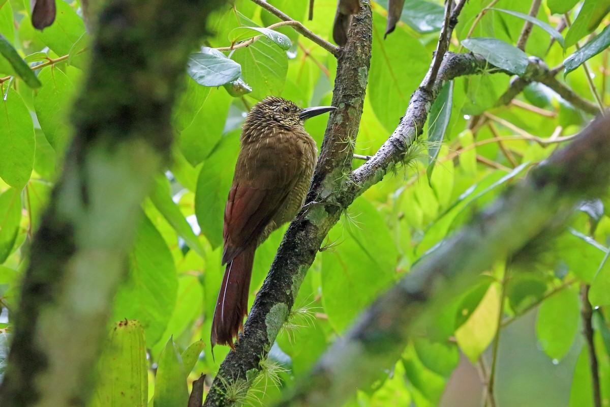 Planalto Woodcreeper - ML47385651