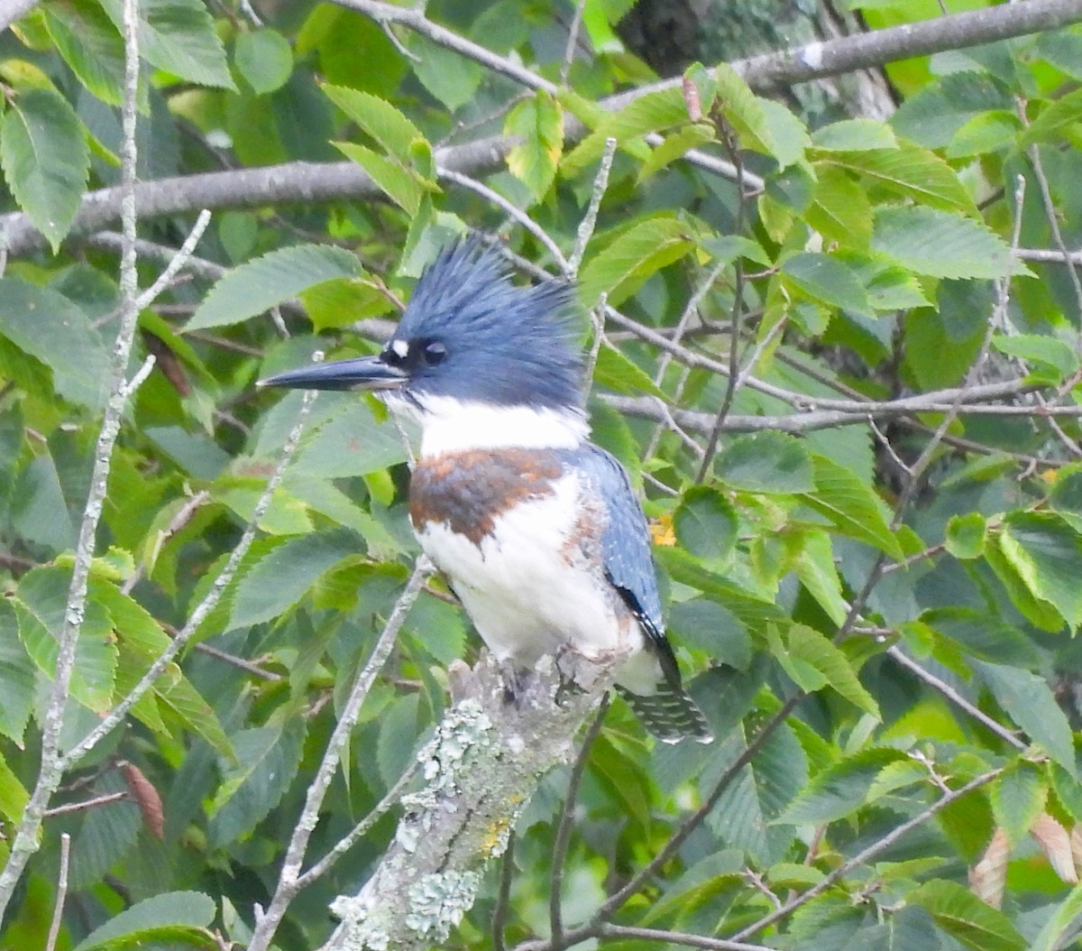 Belted Kingfisher - Jennifer Bowman