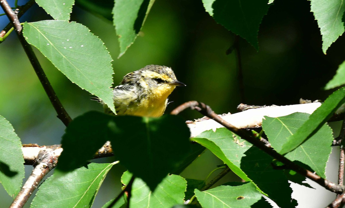 hemlokkparula - ML473856891