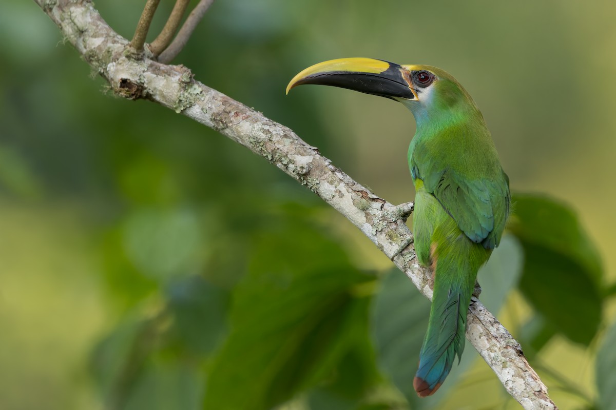 Northern Emerald-Toucanet (Wagler's) - Dubi Shapiro