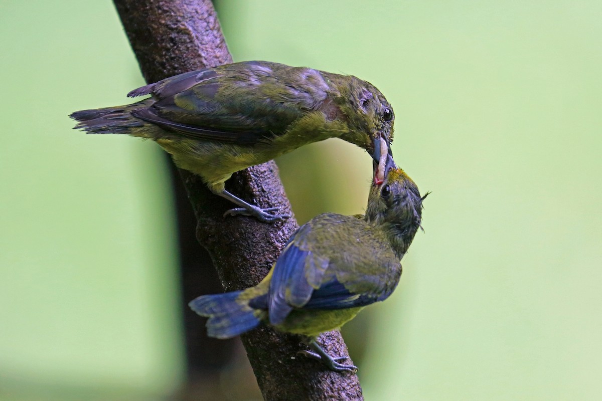 Violaceous Euphonia - Nigel Voaden