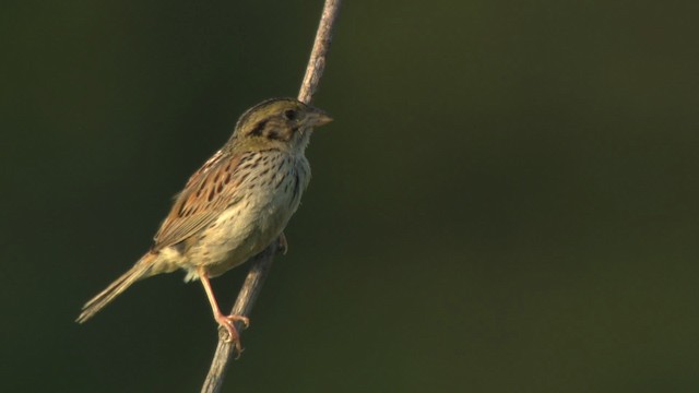 Henslow's Sparrow - ML473858