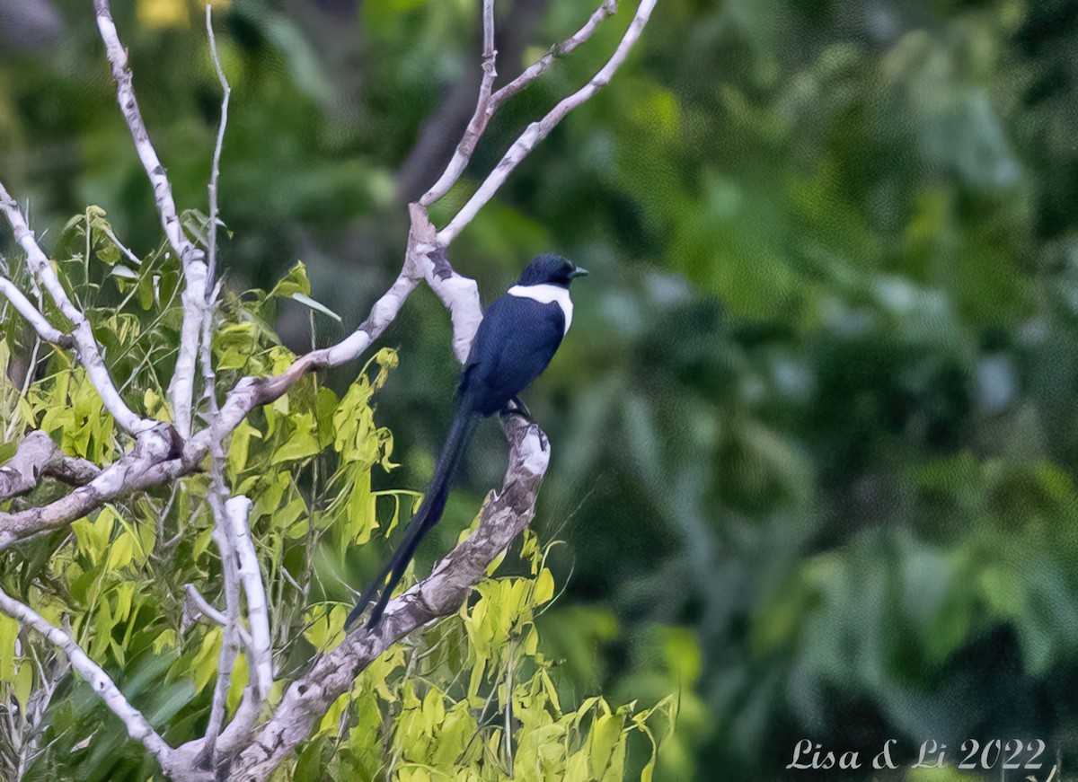 špaček bělokrký (ssp. torquata) - ML473858781