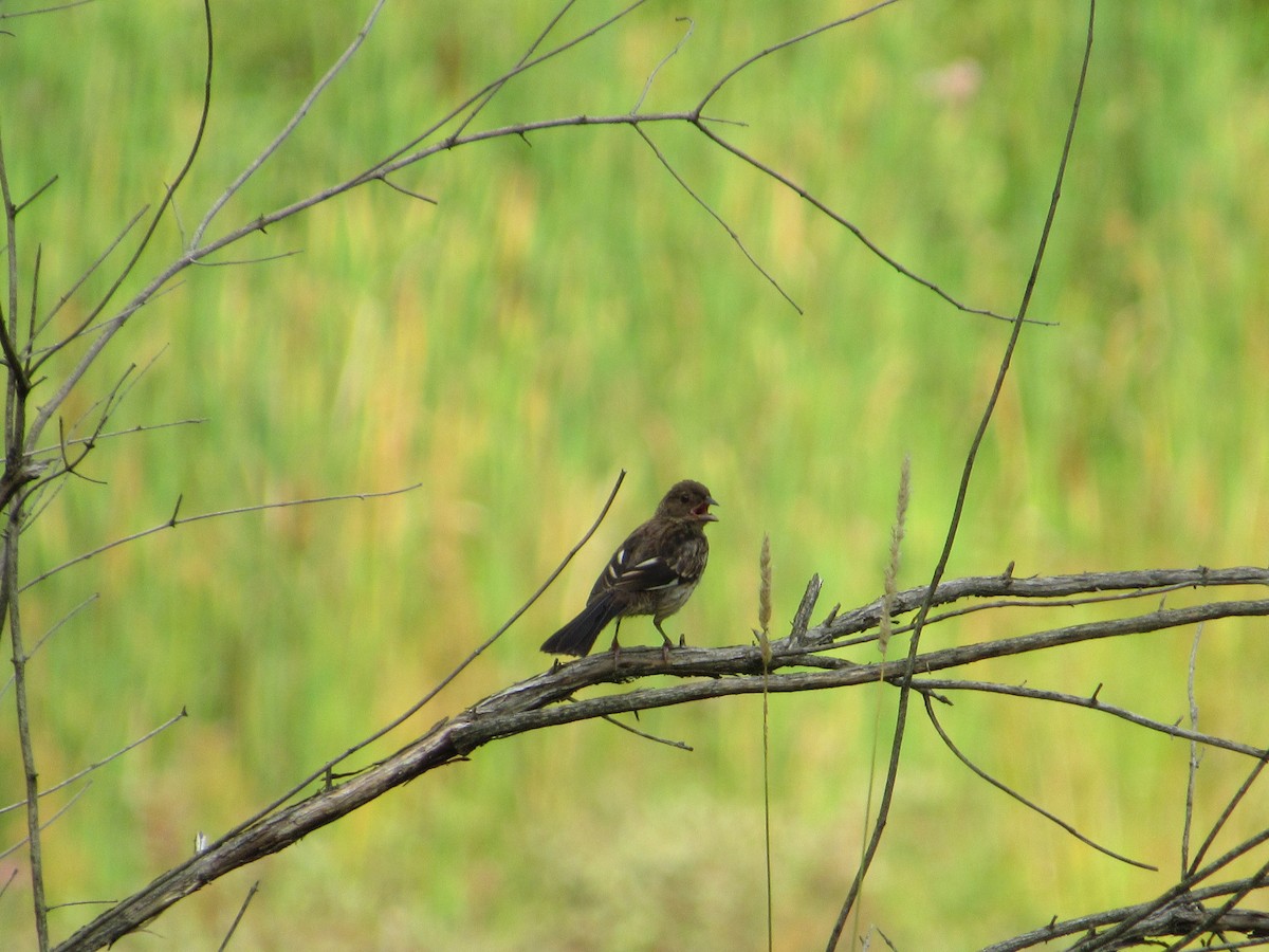 Eastern Towhee - Mickey Ryan