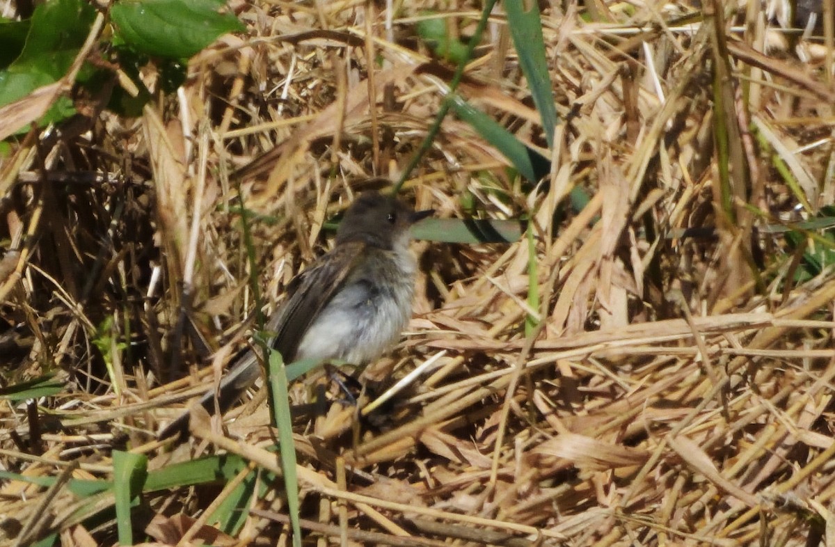 Eastern Phoebe - ML473859521