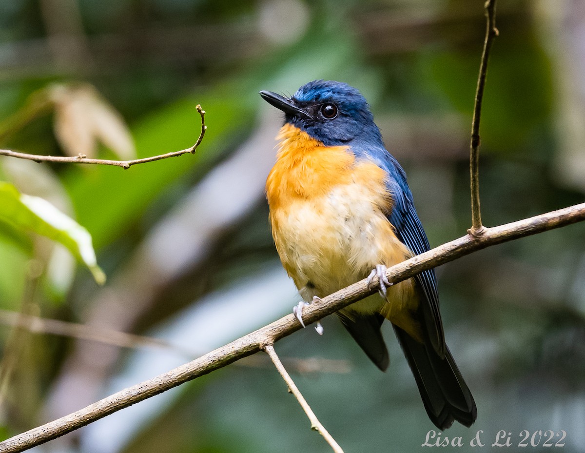 Sulawesi Blue Flycatcher (Sulawesi) - Lisa & Li Li