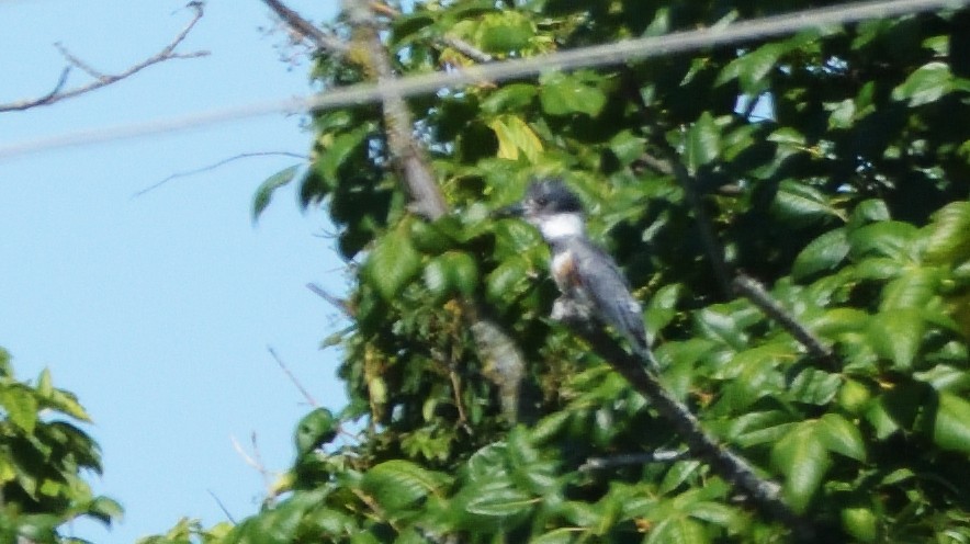 Belted Kingfisher - ML473860511