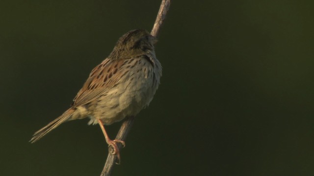 Henslow's Sparrow - ML473861