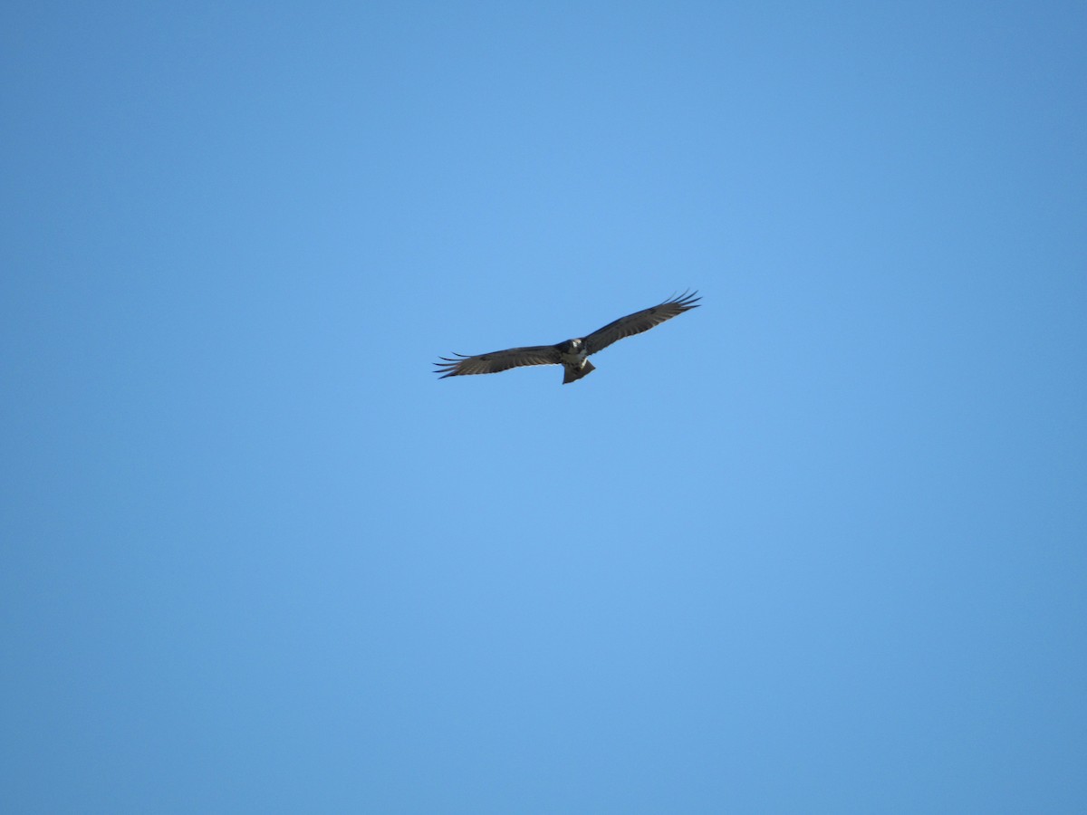 Red-tailed Hawk (borealis) - ML473861071