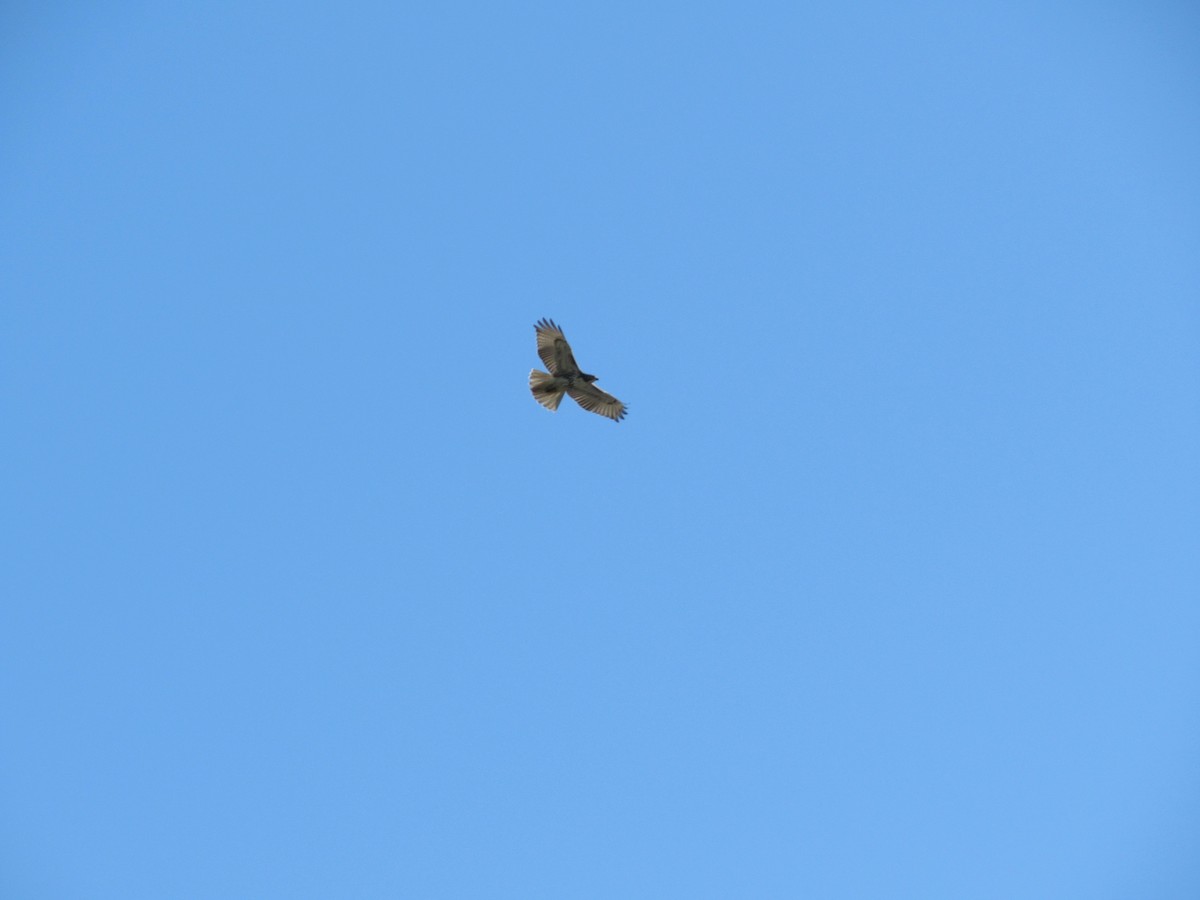 Red-tailed Hawk (borealis) - ML473861081