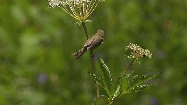 Широкохвістка непальська - ML473862141