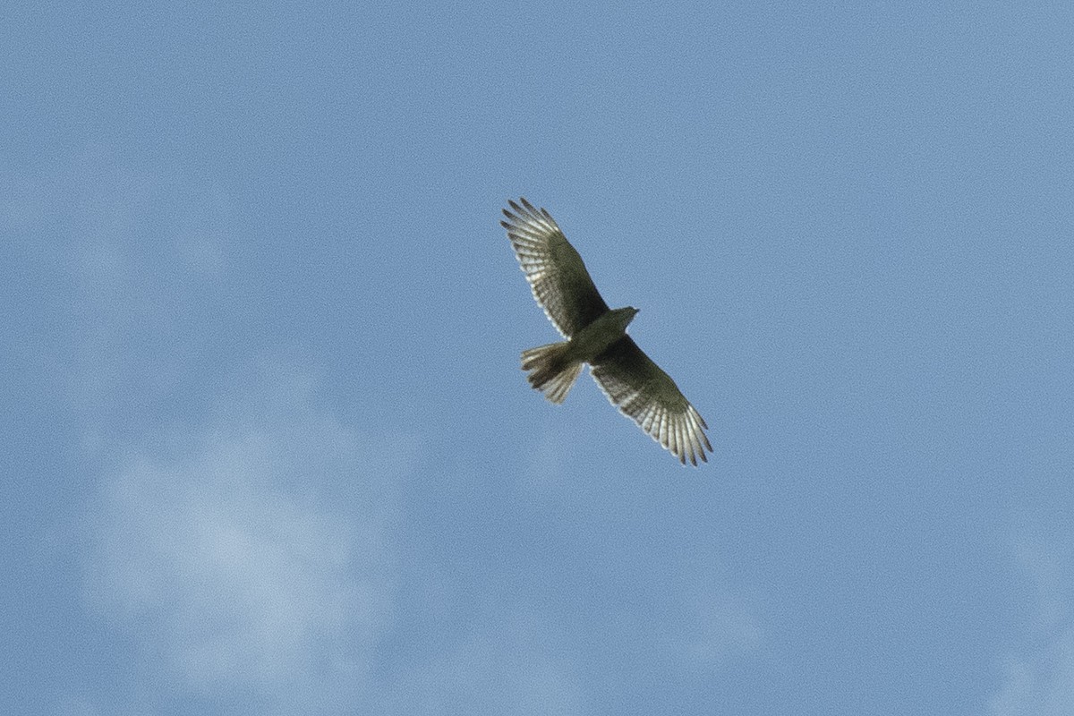 White-eyed Buzzard - ML473862321