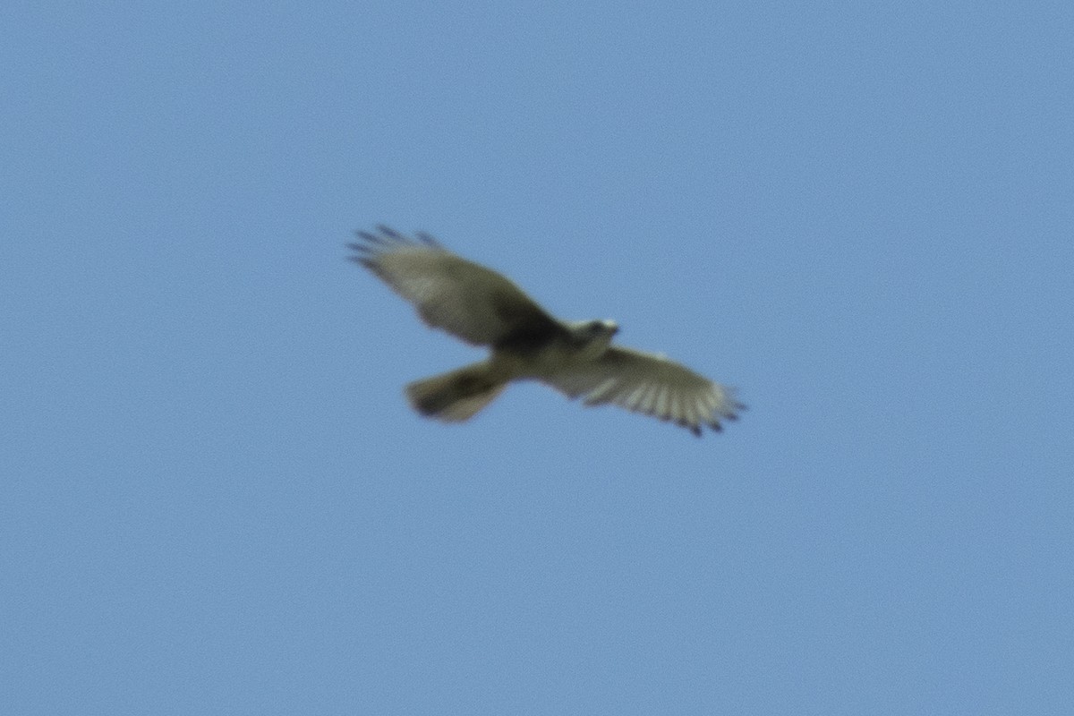 White-eyed Buzzard - ML473862371