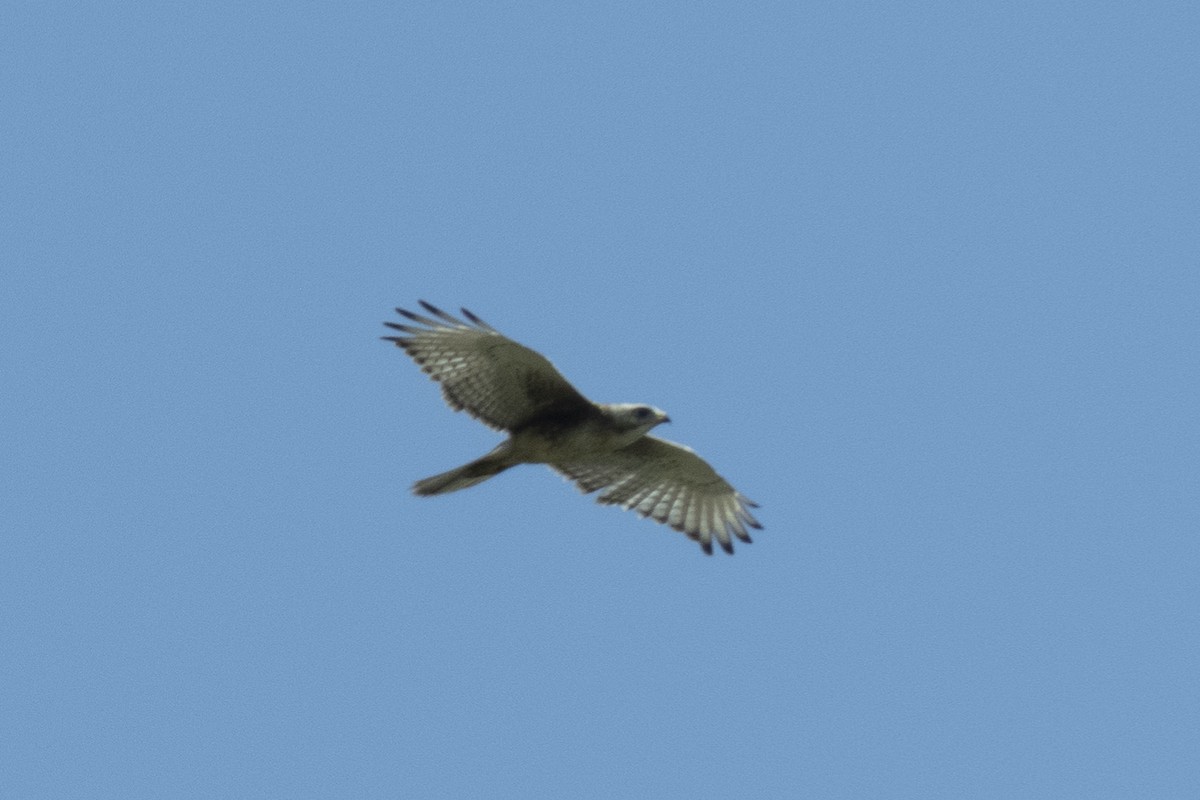 White-eyed Buzzard - ML473862421