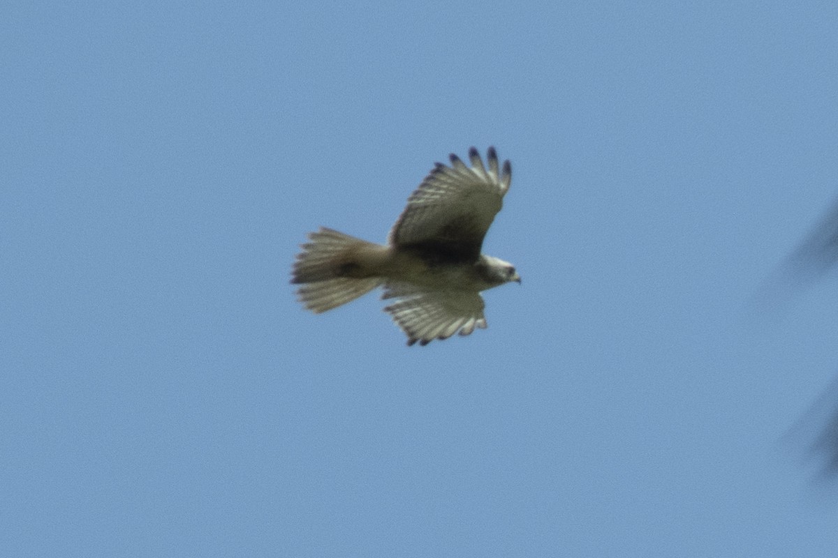 White-eyed Buzzard - ML473862471