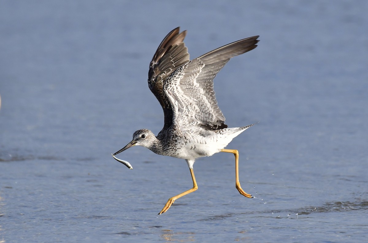 Greater Yellowlegs - ML473863721