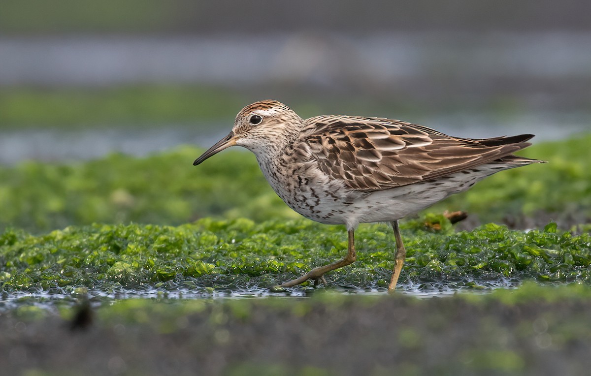 Sharp-tailed Sandpiper - Dave Bakewell