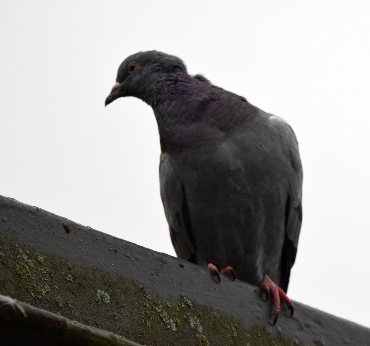 Rock Pigeon (Feral Pigeon) - ML473864721