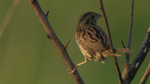 Henslow's Sparrow - ML473865