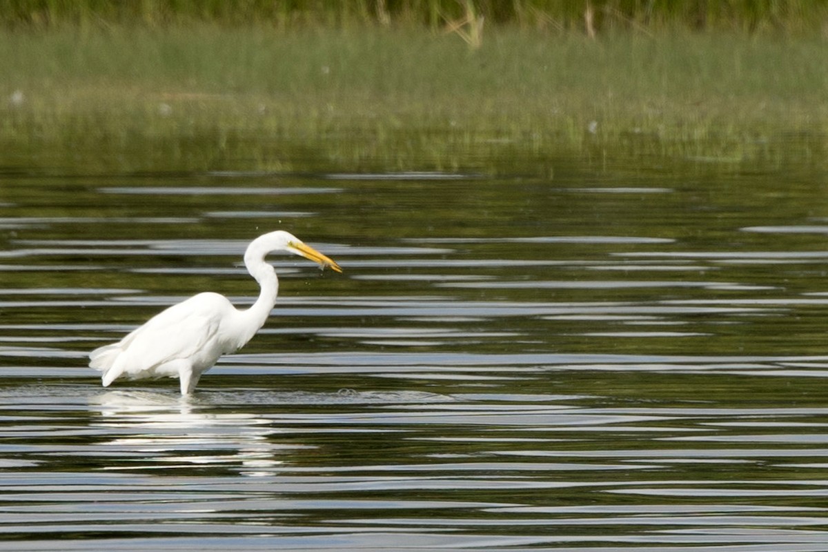 Great Egret - ML473865901