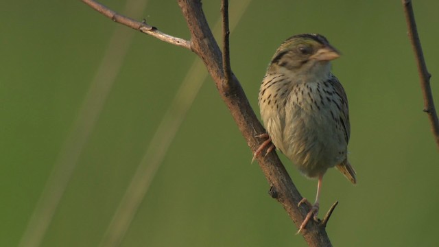 Henslow's Sparrow - ML473866