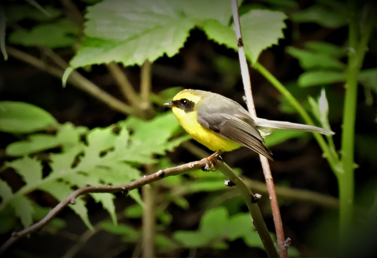 Papamoscas Ventrigualdo - ML473866701