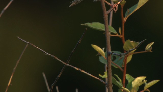 Рыжекрылая овсянка-барсучок - ML473868