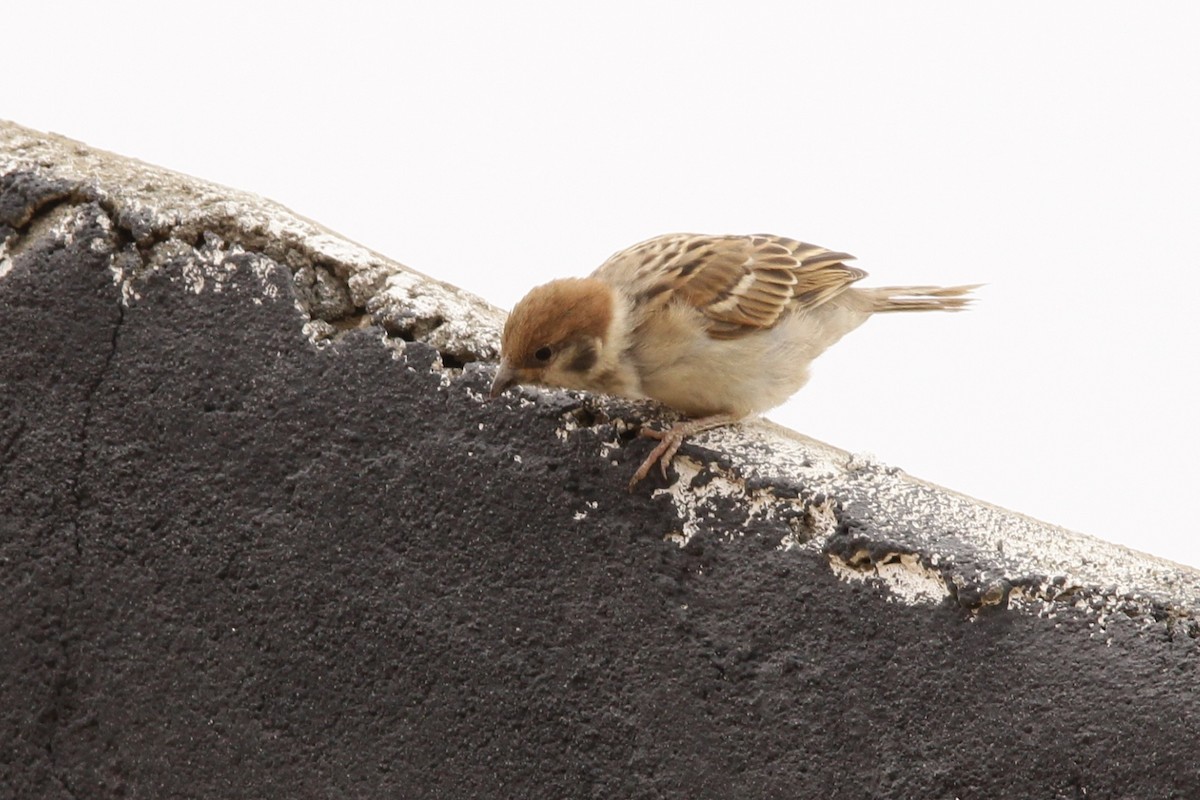 Eurasian Tree Sparrow - ML473868331