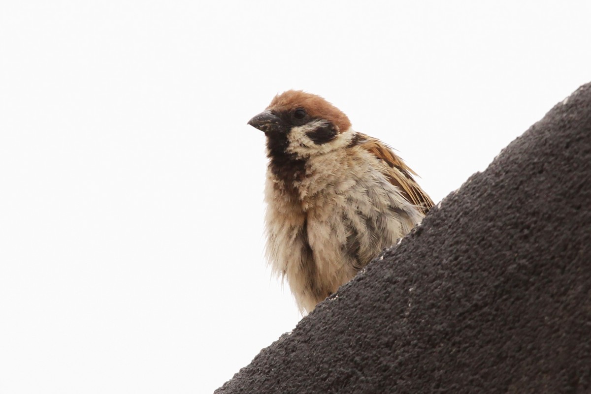 Eurasian Tree Sparrow - ML473868351