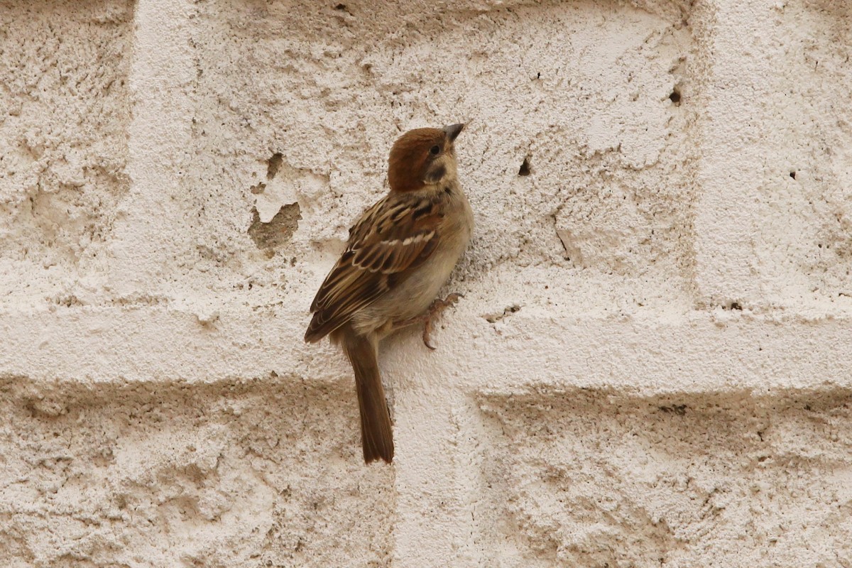 Eurasian Tree Sparrow - Padma Gyalpo