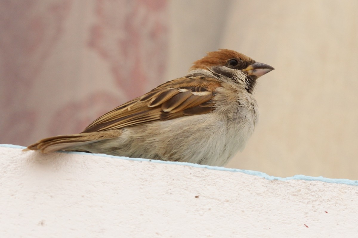 Eurasian Tree Sparrow - ML473868511