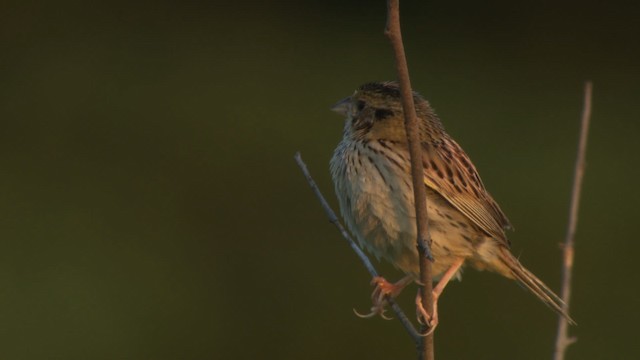 Henslow's Sparrow - ML473869