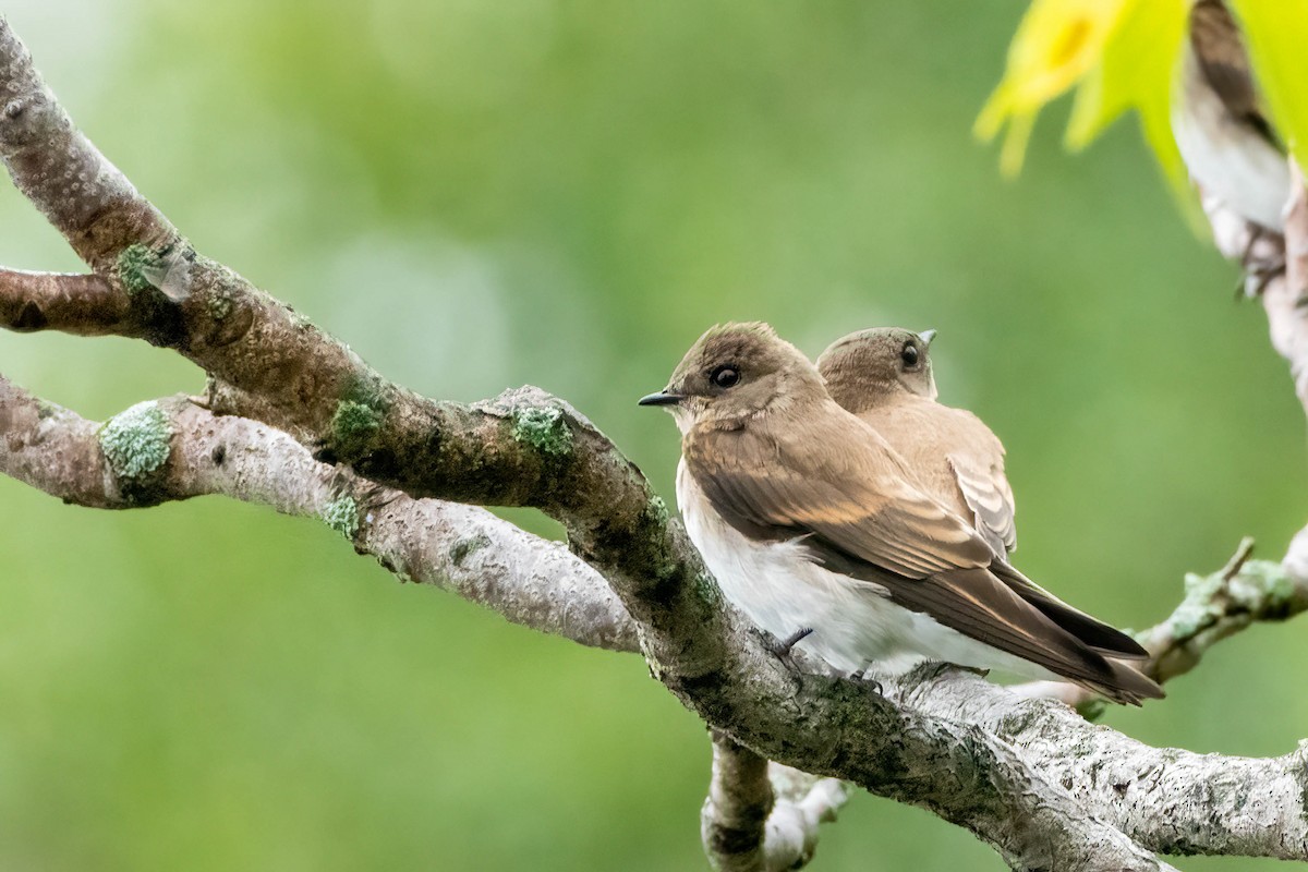 Northern Rough-winged Swallow - ML473869251
