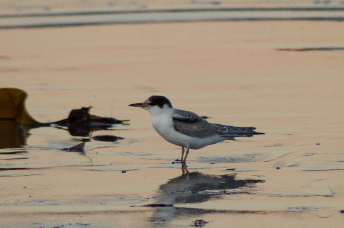 Common Tern - Trenton Voytko