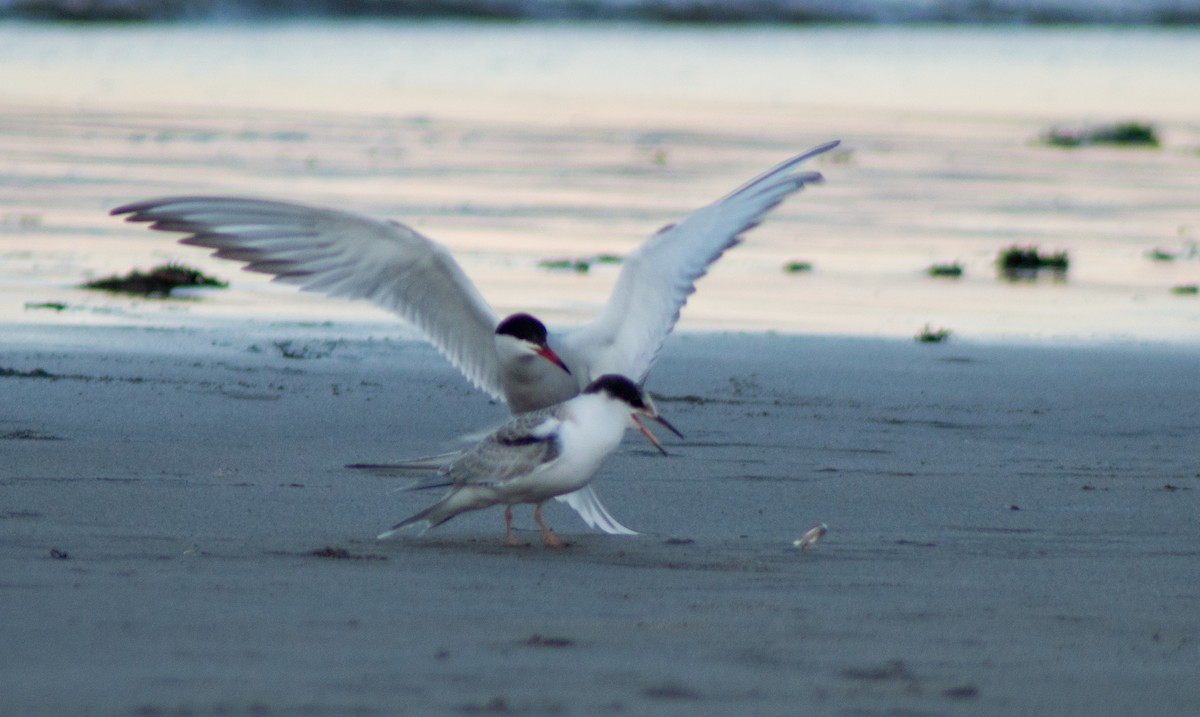 Common Tern - Trenton Voytko