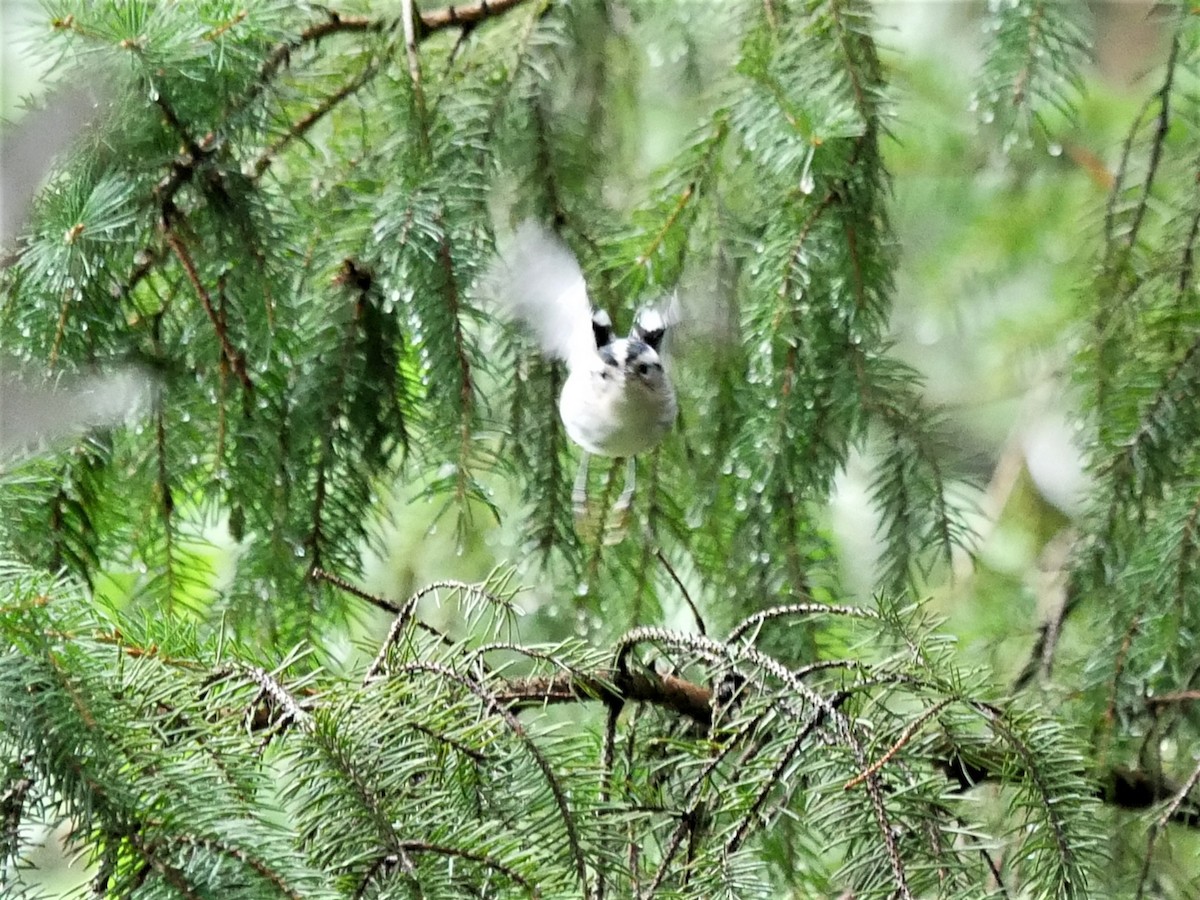 Black-and-white Warbler - ML473870081