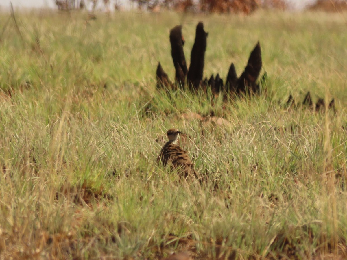 Temminck's Courser - ML473870201