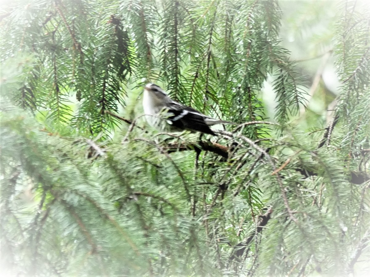 Black-and-white Warbler - ML473870241