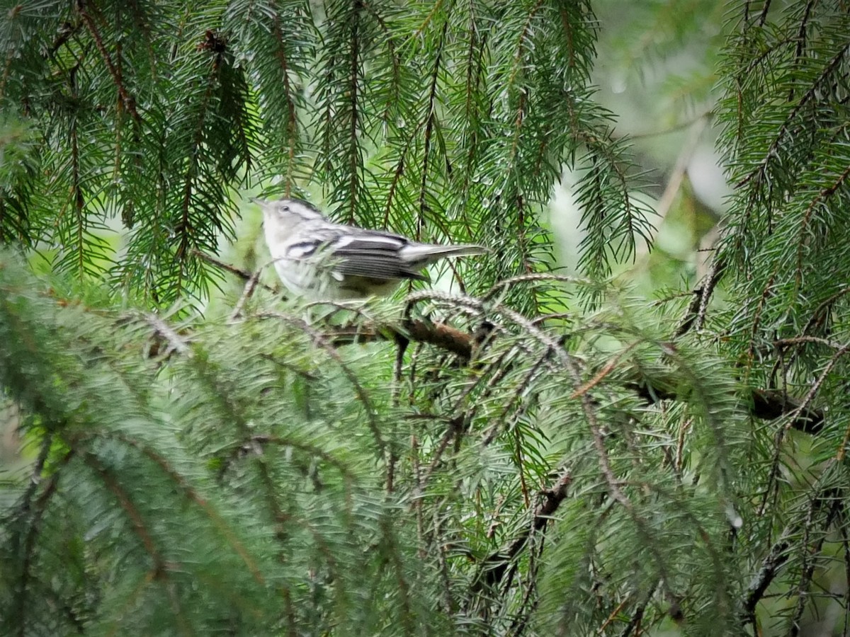 Black-and-white Warbler - ML473870351