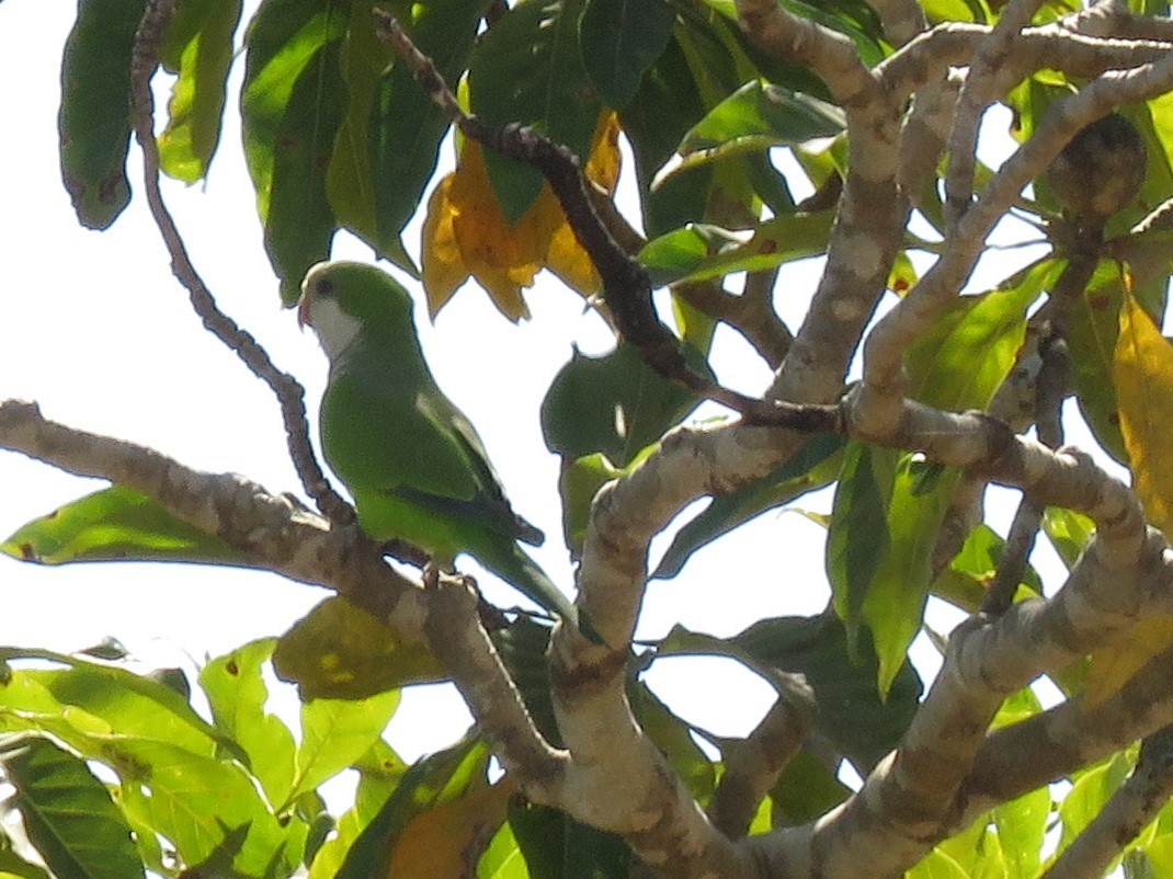 Monk Parakeet - ML473872291