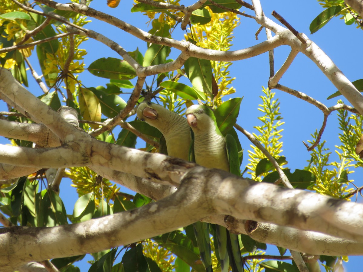 Monk Parakeet - ML473872401