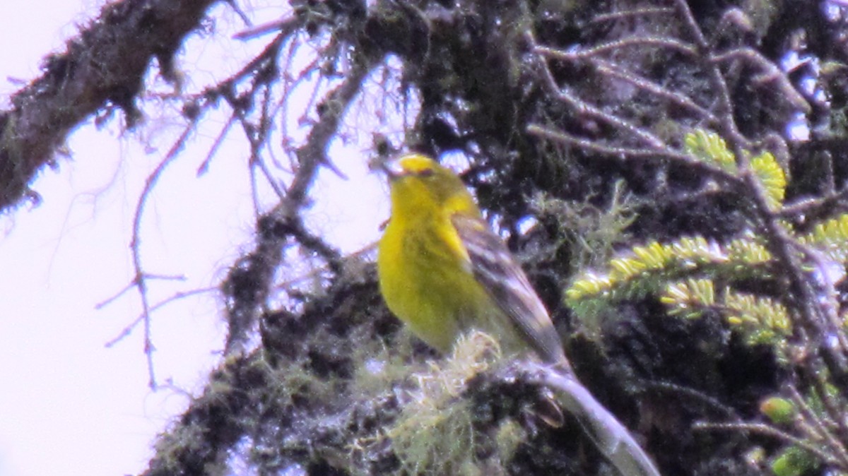 Pine Warbler - ML47387301