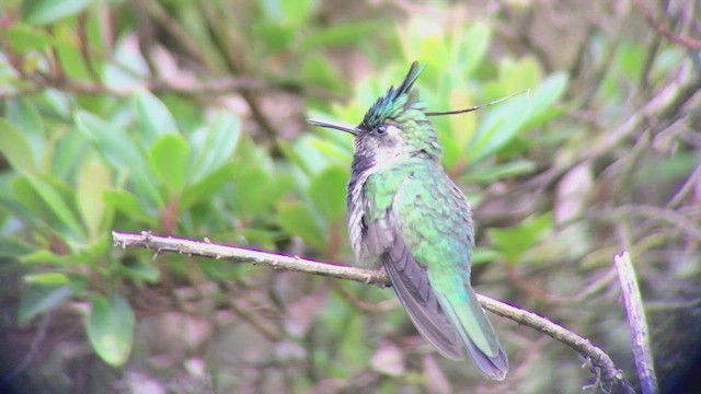 Green-crowned Plovercrest - ML473873411