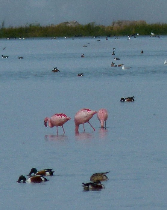 Zwergflamingo - ML473873591