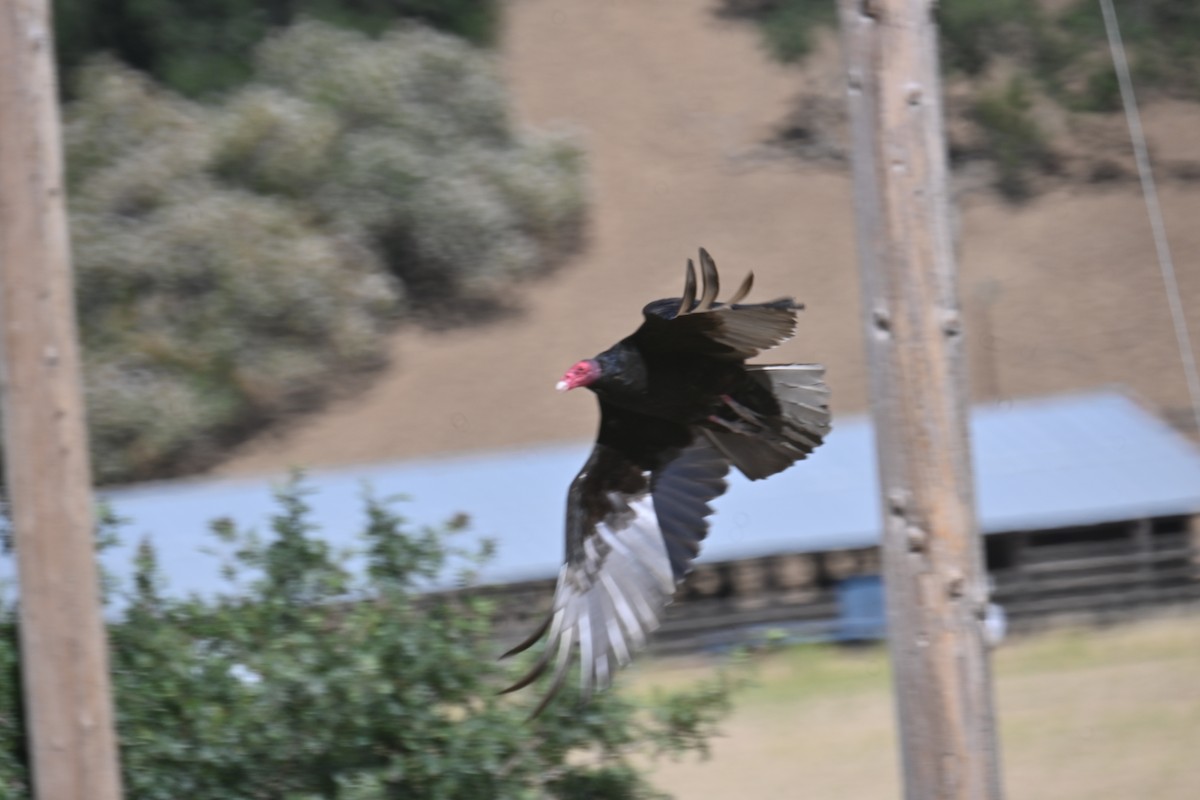 Turkey Vulture - ML473873931