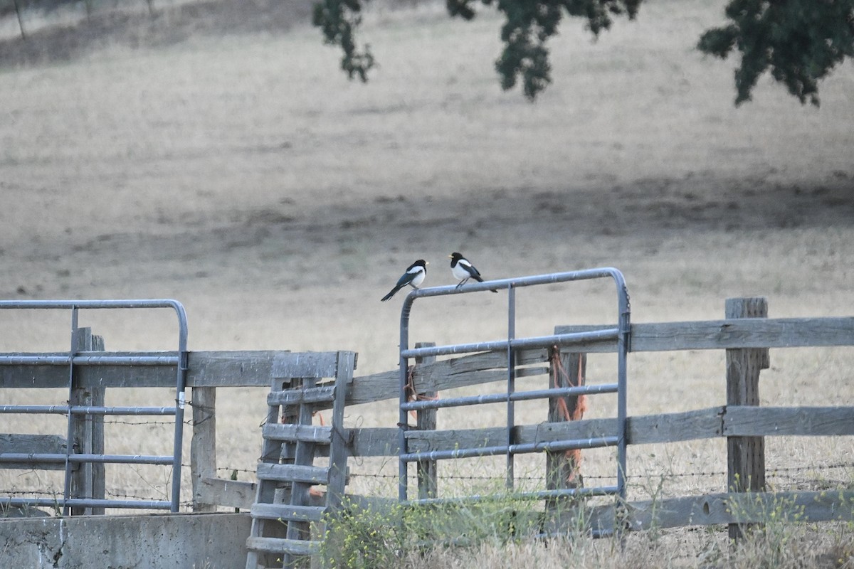Yellow-billed Magpie - ML473874091